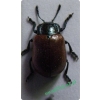 Chrysomela tremula Fabricius, 1787